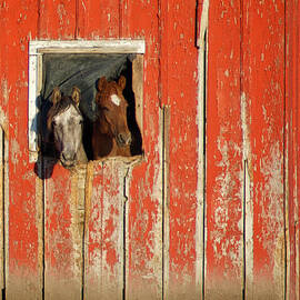 Curiosity by Mary Lee Dereske