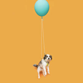 Cute Dog Floating With A Balloon by Ian Ross Pettigrew