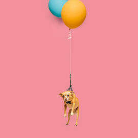 Cute Dog Tied To A Balloon And Floating by Ian Ross Pettigrew