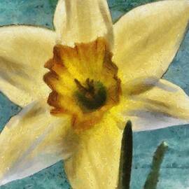 Daffodil by Jeffrey Kolker