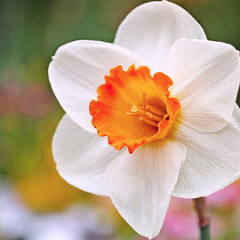 Daffodil  by Rona Black