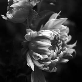 Dahlia by Jessica Jenney