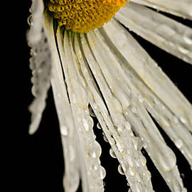 Daisy Dew by Mary Jo Allen