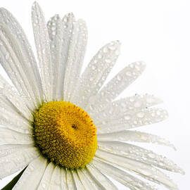 Daisy Face by Mary Jo Allen