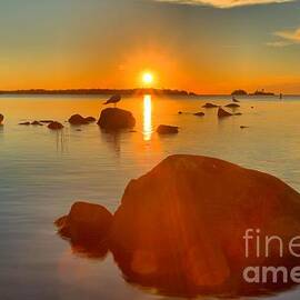 Daisy Farm Sunrise by Adam Jewell