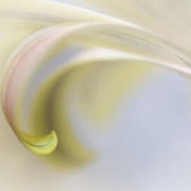 Daisy Impression Number Four by David Kelly