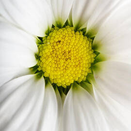 Daisy by Jelena Jovanovic
