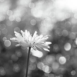 DAISY RAIN by Theresa Tahara