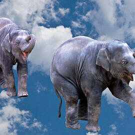 Dancing Elephants by Jean Noren