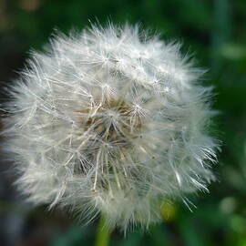 Dandelion 3 by Richard Reeve