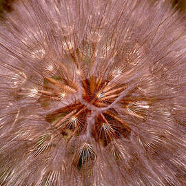 Dandelion Fireworks by Rona Black