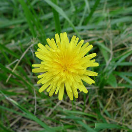 Dandelion Flower by Richard Reeve