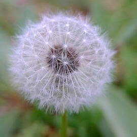 Dandelion by Richard Reeve