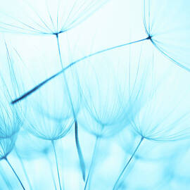 Dandelion Seed by Jasmina007