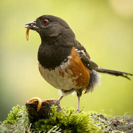 Dangling Worm. by Jean Noren