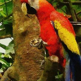 Danse Macaw by Jeffrey Kolker