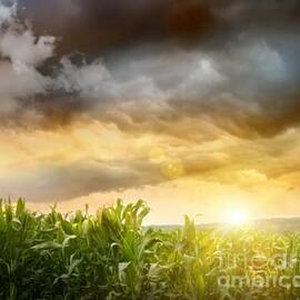 Dark skies looming over corn fields  by Sandra Cunningham