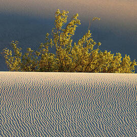 Dawn Mesquite  by Joe Schofield