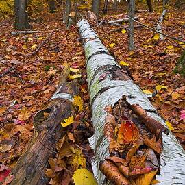 Death Of A Birch Tree by Jeff Sinon