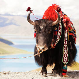 Decorated Yak At Gamta Pass by Merten Snijders