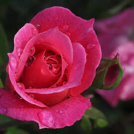 Deep Pink Beauty by Rona Black