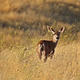 Deer by Beth Sargent
