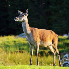 Deer by Grant Glendinning