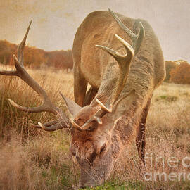 Deer II by Violet Gray