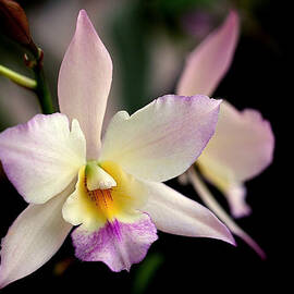 Delicate Beauty by Rona Black