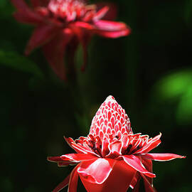 Detail Of Ornamental Ginger Plant by Dallas Stribley