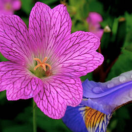 Details by Rona Black