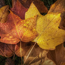 Dew on Autumn Leaves by Scott Norris