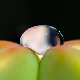 Dew on Cactus by Joe Schofield