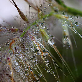 Dew on fountain grass by Joe Schofield