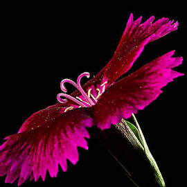 Dianthus by Mary Jo Allen