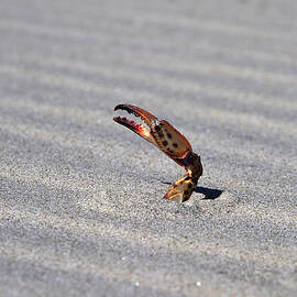 Digging Out by Richard Reeve