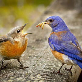 Dinner  by Jean Noren