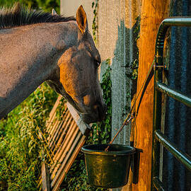 Dinnertime Abendessen by David Morefield