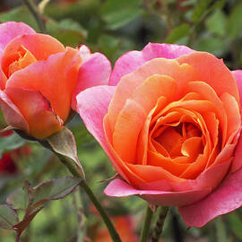 Disneyland Roses by Rona Black