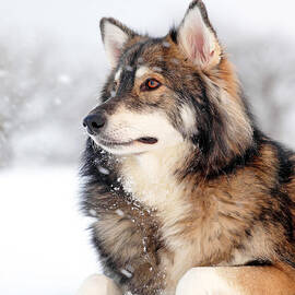 Dog in the snow by Grant Glendinning