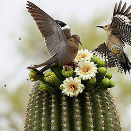 Dove And Woodpecker On Blooming Saguaro by Barbaracarrollphotography
