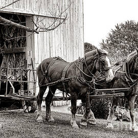 Draft Horses at Work by Olivier Le Queinec