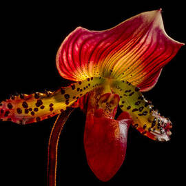Dragon flower by Jean Noren