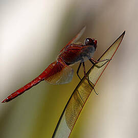 dragonacious by Joe Schofield