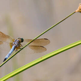 Dragonfly at rest by Stacy Abbott