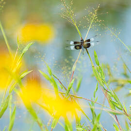 Dragonfly Beauty by Stacy Abbott