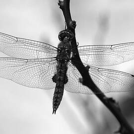 Dragonfly Mosaic by Joe Schofield