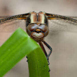 Dragonfly On Grass by Jeff Sinon