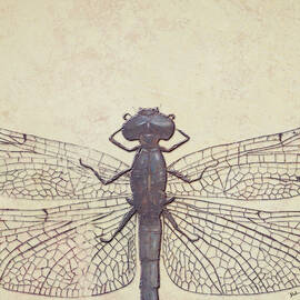 Dragonfly by Patricia Pinto