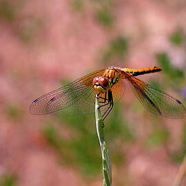 Dragonfly by Rona Black